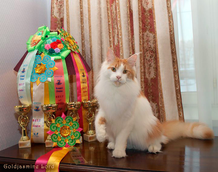 Goldjasmine Lord - maine-coon