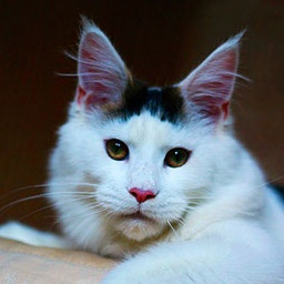 Goldjasmine Undercover