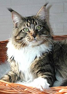Langstteich's C.Countdown - maine-coon