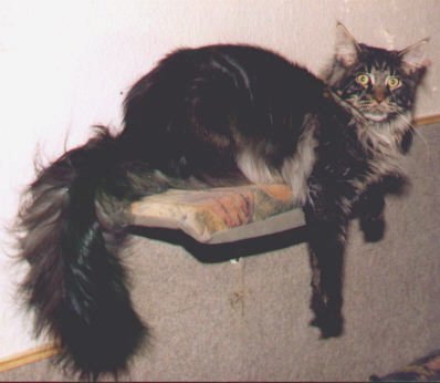 Guldfakse Ottawa - maine-coon