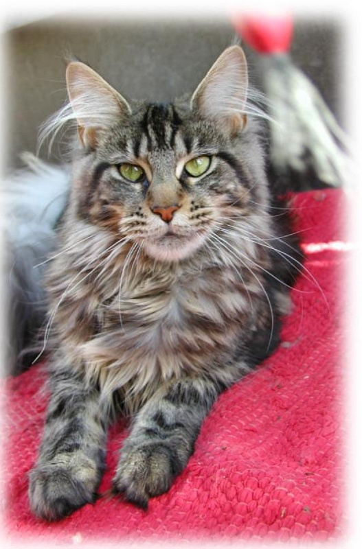 Langstteich's O'Perah - maine-coon