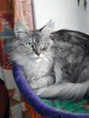 Jarnac Rosegypsy - maine-coon