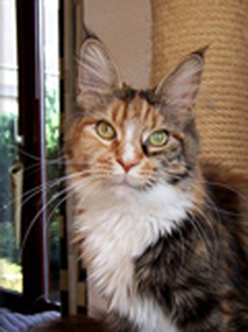 Pillowtalk's Tarot - maine-coon