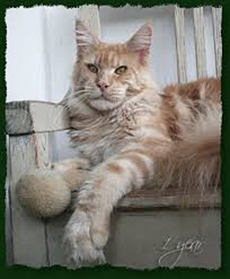 Summerplace Avalon - maine-coon