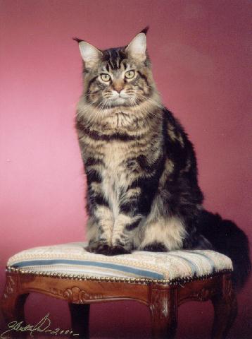 Koontucky King Arthur of Escape's - maine-coon
