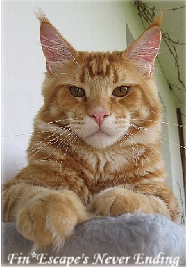 Escape's Never Ending - maine-coon