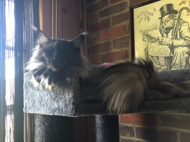 Kylie of Tsarskoye Selo - Adult maine-coon 11 months 0.5 weeks