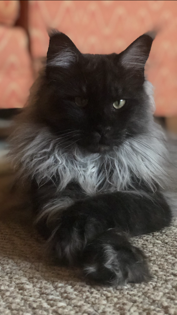 Kylie of Tsarskoye Selo - maine-coon