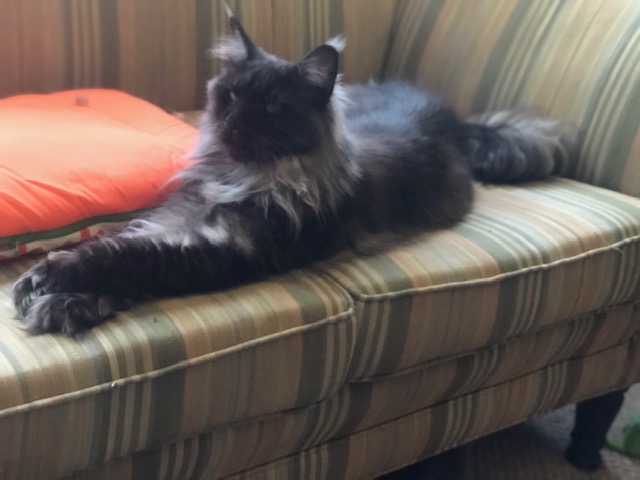 Kylie of Tsarskoye Selo - Adult maine-coon 11 months 3 weeks