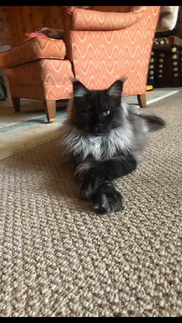 Kylie of Tsarskoye Selo - maine-coon