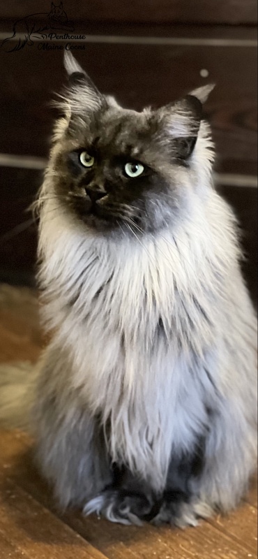 Kylie of Tsarskoye Selo - Adult maine-coon 3 years 3 months 1.5 week