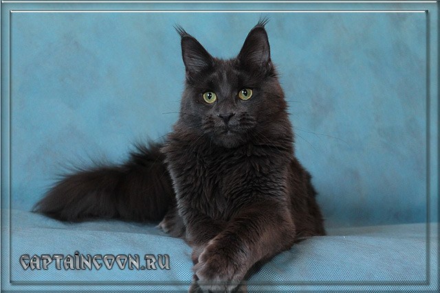 Asiacoon Blue Beauty - maine-coon