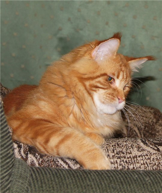 Samurai Don Coon - maine-coon