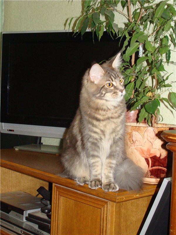 Frezija Arturia - maine-coon