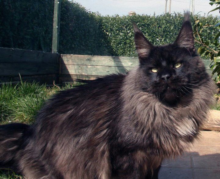 Leaena Papoose - maine-coon