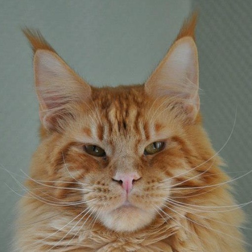 Leaena Tennessee - maine-coon