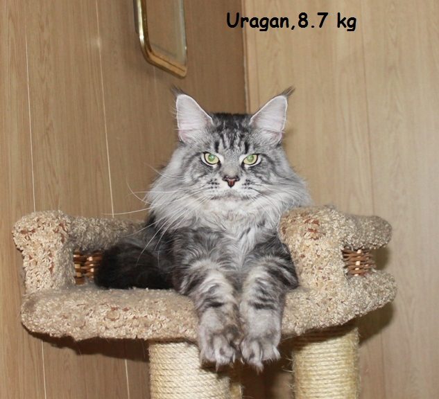 Ufacoon's Uragan - maine-coon 07/12/2012