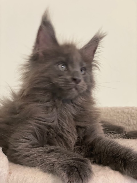 Grizzly Penthouse Maine Coons - Kitten maine-coon 1 month 3.5 weeks
