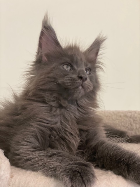 Grizzly Penthouse Maine Coons - Kitten maine-coon 1 month 3.5 weeks