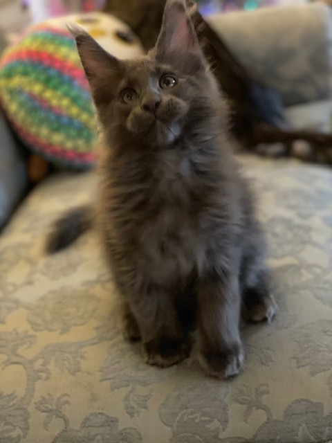 Topaz Penthouse Maine Coons - Kitten maine-coon 2 months 1 week
