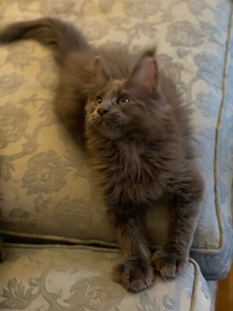 Topaz Penthouse Maine Coons - Kitten maine-coon 2 months 1 week