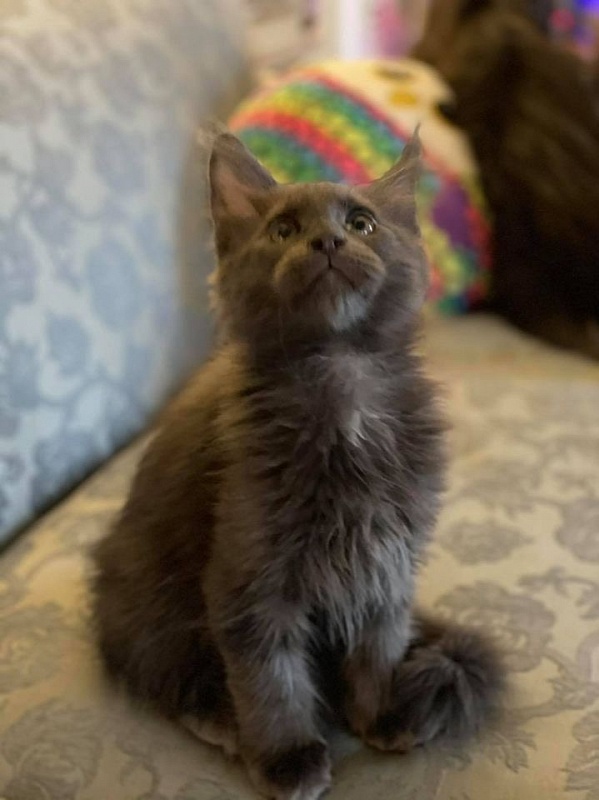 Trooper Penthouse Maine Coons - maine-coon