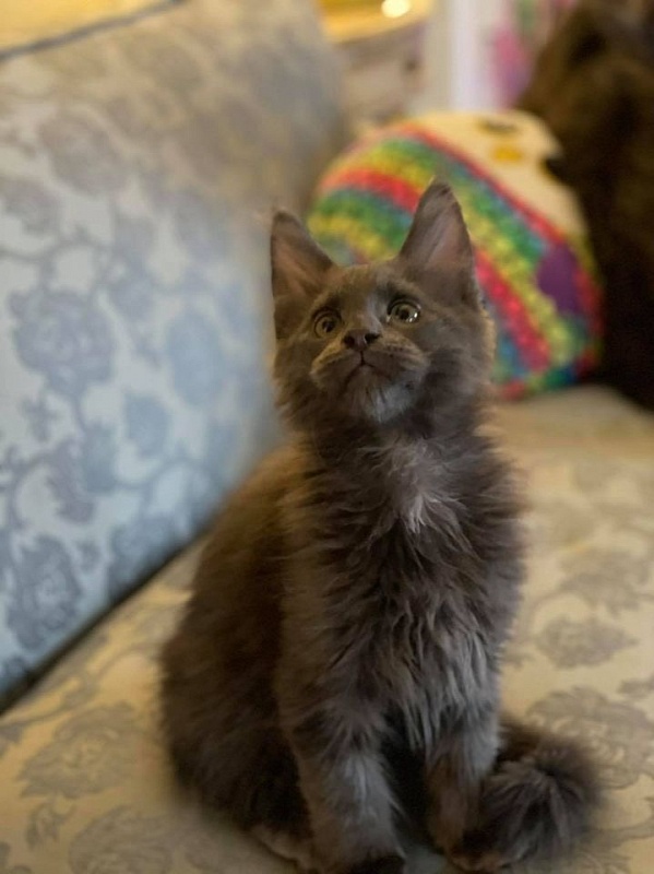 Trooper Penthouse Maine Coons - maine-coon
