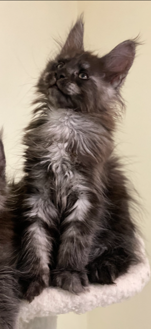 Ash Penthouse Maine Coons - maine-coon