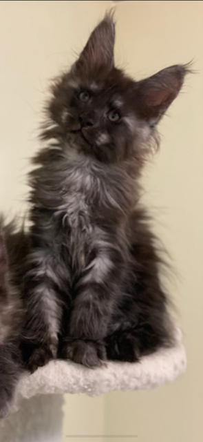 Ash Penthouse Maine Coons - maine-coon