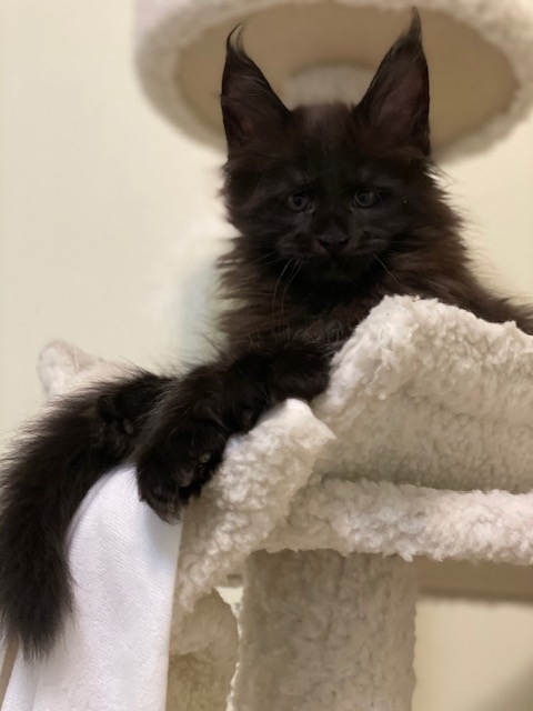 Panther Penthouse Maine Coons - Kitten maine-coon 1 month 3.5 weeks