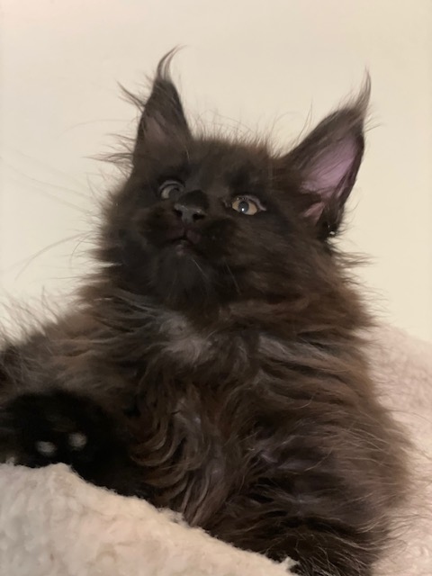 Panther Penthouse Maine Coons - Kitten maine-coon 1 month 3.5 weeks