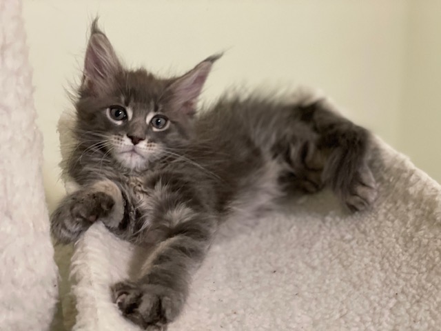 Maze Penthouse Maine Coons - Kitten maine-coon 1 month 3.5 weeks
