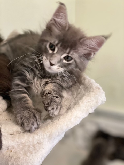Maze Penthouse Maine Coons - Kitten maine-coon 2 months