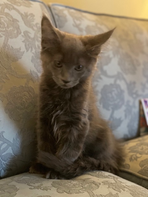 Beau Blue Penthouse Maine Coons - Kitten maine-coon 2 months 1 week