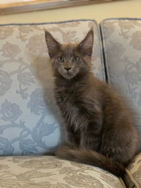 Beau Blue Penthouse Maine Coons - Kitten maine-coon 2 months 1 week