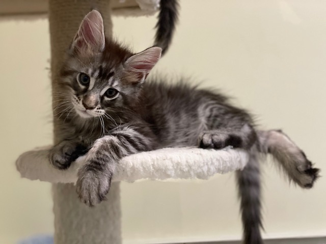 Tiger Penthouse Maine Coons - Kitten maine-coon 1 month 3 weeks