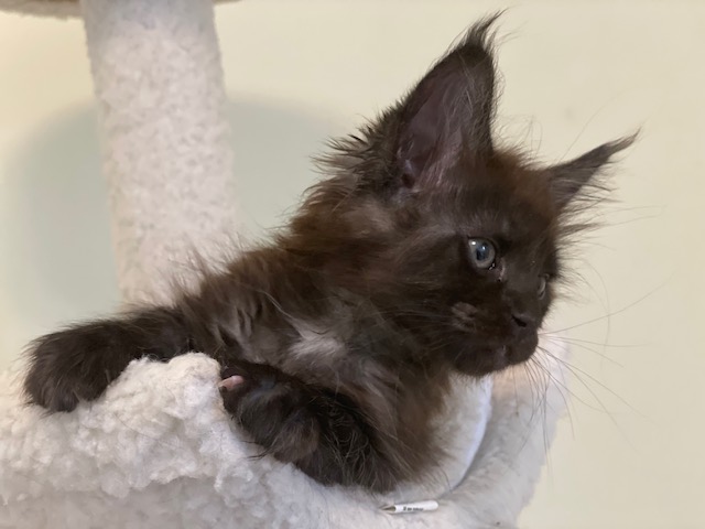 Mystic Penthouse Maine Coons - Kitten maine-coon 1 month 3.5 weeks