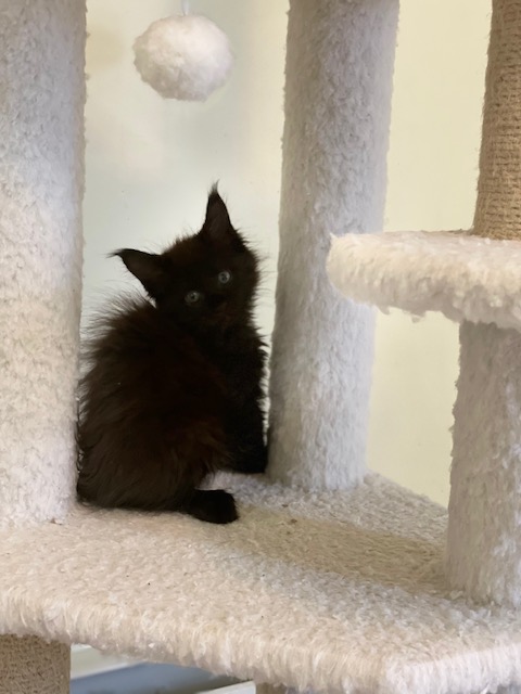 Luna Penthouse Maine Coons - Kitten maine-coon 1 month 3.5 weeks