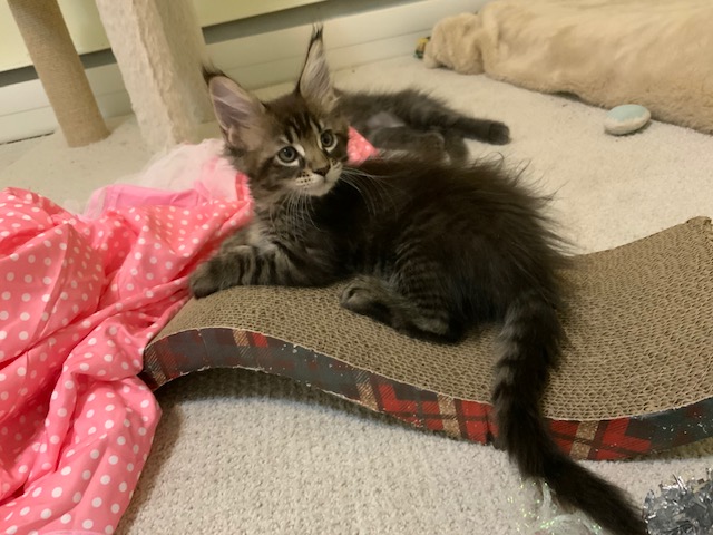 Tennesse Penthouse Maine Coons - Kitten maine-coon 1 month 3 weeks