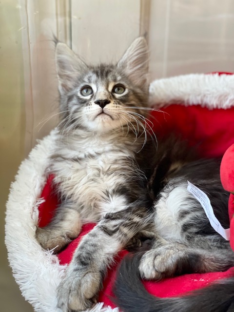 Silverbell Penthouse Maine Coons - Kitten maine-coon 1 month 3.5 weeks