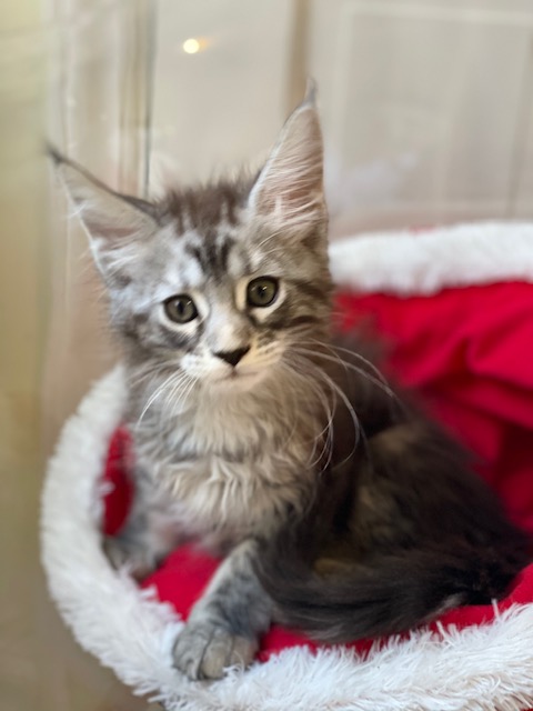 Silverbell Penthouse Maine Coons - Kitten maine-coon 1 month 3.5 weeks