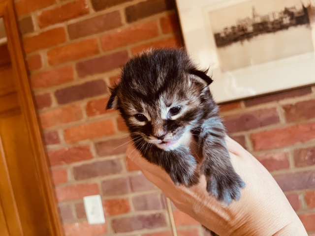 Skyler  Penthouse Maine Coons - Kitten maine-coon 1 week