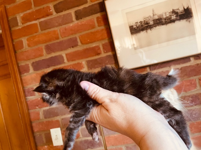 Skyler  Penthouse Maine Coons - Kitten maine-coon 1 week