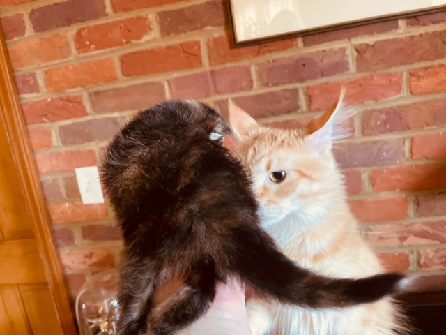 Skyler  Penthouse Maine Coons - Kitten maine-coon 1 week