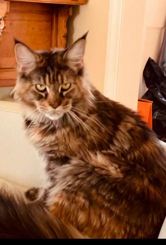 Skyler  Penthouse Maine Coons - maine-coon