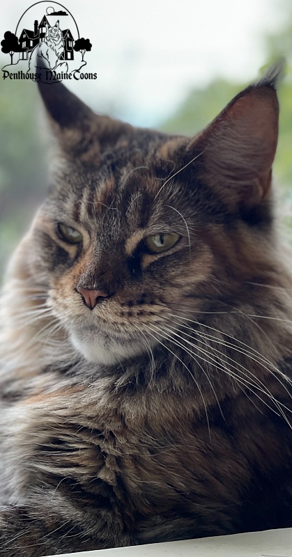Skyler  Penthouse Maine Coons - maine-coon