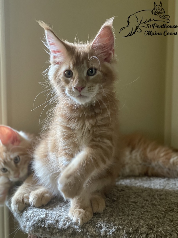 Enzo Penthouse Maine Coons - maine-coon