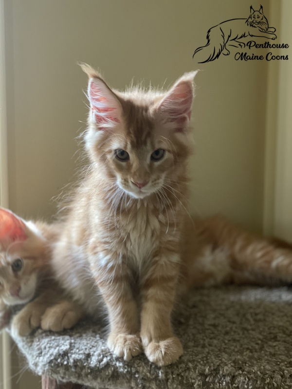 Enzo Penthouse Maine Coons - maine-coon