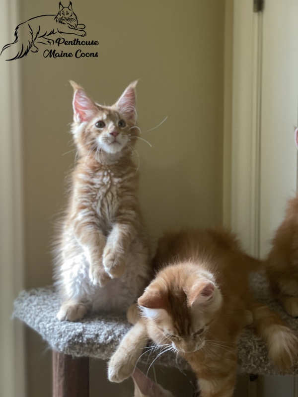 Enzo Penthouse Maine Coons - maine-coon
