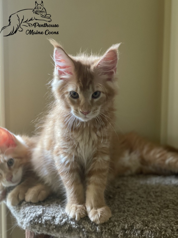 Enzo Penthouse Maine Coons - maine-coon